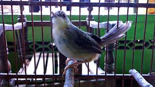 Anakan Burung Ciblek Gunung Jantan Dan Jinak