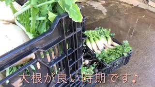 三浦野菜で有名な青木農園に行ってきた！！