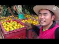 มาดูวิธีเก็บส้มและวิธีรับซื้อส้ม ส้มพันธุ์สีทอง🍊👨🏻‍🌾