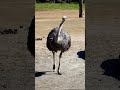 Discover the Mystery of the Ostrich - the Fastest Giant Bird on Earth!