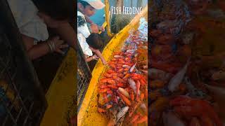 ചേട്ടാ കുറച്ചു ചോറു ഇടട്ടെ #fish #trending #feeding #travel