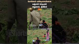 Pongal Festival | Turmeric Plants | Farmers | Shorts | Sun News