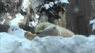 2013年1月13日　旭山動物園　ホッキョクグマ　ピリカ３