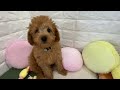 犬の家イオン浜松西店　【ハーフ犬 トイプードル マルチーズ 】　【no.139282 】