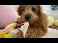 犬の家イオン浜松西店　【ハーフ犬 トイプードル マルチーズ 】　【no.139282 】