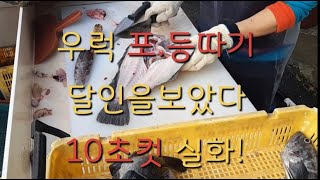 우럭 등따기 포뜨기달인 10초컷 실화????