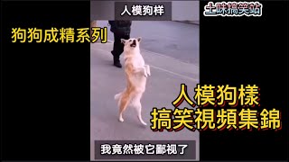 Video collection of dogs imitating people｜人模狗樣搞笑視頻集錦【關註土味搞笑站 每天LOL】