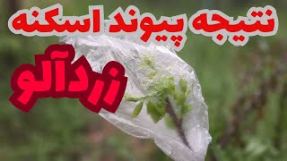 پیوند اسکنه زردآلو _ راز گیرایی پیوند های اسکنه _ دلیل موفقیت پیوندها _ چکار کنیم پیوندها بگیرند