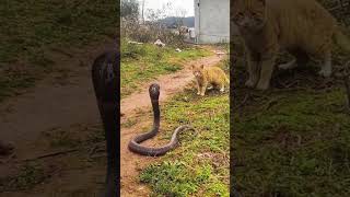 #Cat vs King Cobra