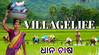 ଧାନ ଚାଷ Village Life✳️ଖରା ଦିନର ଧାନ ଚାଷ Sunny Day Paddy Cultivation