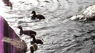 Coot Chicks part 1