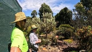 Brian Weir's rare and endangered Grevillea collection.