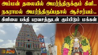 அம்மன் தலையில் நகராமல் அமர்ந்திருக்கும் கிளி.. | Salem | Kottai Mariamman Temple | Parrot