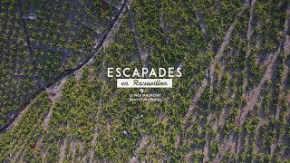 ESCAPADES EN ROUSSILLON - Premières vendanges