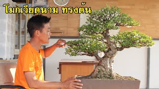 Bonsai Station [Workshop Station] EP.72 ตัดแต่ง โมกเวียดนามทรงต้นสวยๆ