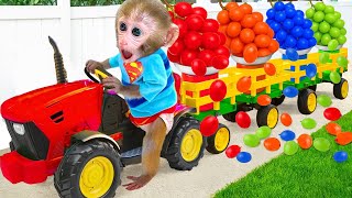 Monyet Bon Bon Imut memanen anggur di kebun dan dan berenang di kolam bola