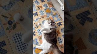 遊ぶ猫　#shorts #cat #猫 #猫動画 #ねこのいる生活 #癒し #ラグドール #ラガマフィン #かわいい #長毛種 #日常#ねこ#おもちゃ#youtubeshorts#video#love