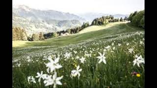 EDELWEISS IDYLLE - Marek Weber und sein Orchester 1932