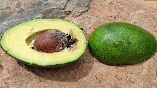 Avocado 'Bacon' (Persea americana) - thin skin and low fat