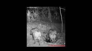 Himalayan waterhole | Wildboar Visit #himalayanwildlife