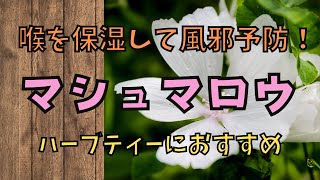 【マシュマロウ】風邪やインフルエンザ予防に！ハーブティーがおすすめ！！