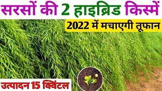 सरसो की टॉप 2 वैरायटी |सरसो की उन्नत किस्में |Mustard Best variety in 2022/Mustard Farming in india