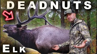 These might be the best ARCHERY Targets! DEADNUTS Outdoors