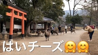 奈良公園で、外国人観光客とおやつタイムをすごすシカ部メンバー。