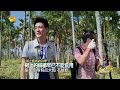 《爸爸去哪儿》第二季看点 dad where are we going s02 09 19 recap 林志颖曹格采“过季槟郎”滥竽充数 pick old betel palm【湖南卫视官方版】