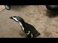 ペンギンに間近で餌ヤリ！