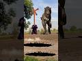 Vfx magic Dinosaur Attack Long Gardan Flying Funny Video #shorts #vfx #magic #funnyvideo #munirbhai