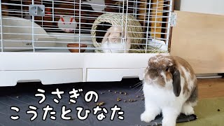 【3日目】飼い主に怒られるうさぎのこうた〜Kota the rabbit got angry with his owner〜#811