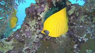 Bluecheek butterflyfish in Red Sea