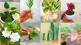 Plants that you can grow from cuttings easily