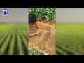 how does peanut harvester machine work efficient groundnut harvesting machine for sale peanut