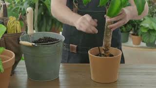 Corn Plant Dracaena  Plant Care & Growing Guide