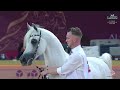 N 281 ASAYEL SHAMAL   Al Shaqab International Arabian Horse Show 2024   Stallions 7+ Years Old Class