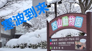 【寒波到来後の西山動物園のレッサーパンダ達】