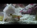 update 12 stalked jellyfish and shrimp issues native norwegian cold water marine tank 180l