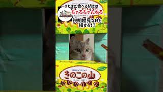 【隙間猫】隙間ちゃおちゅ〜る！きのこの山に猫挟まる！ペロペロ可愛いちゃおちゅ〜る！〜保護猫が築いた家族〜#shorts