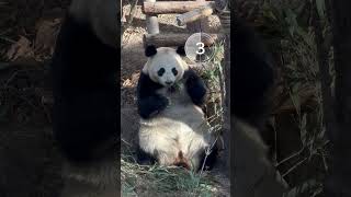 Panda Xiaoqiao pause in meals123木头人不许动！ #熊猫 #cute #大熊猫 #animals #funny #国宝大熊猫 #panda #giantpanda