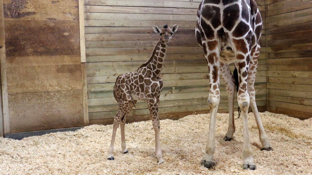 Baby Giraffe At Zoo Takes First Steps Minutes After Being Born - YouTube