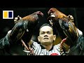 Inside one of Manila’s controversial cockfighting pits