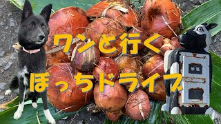 【瀬棚・今金・黒松内・ダム・海・落葉きのこ狩り】いつでも助手席には、ももちゃん‼