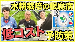 【水耕栽培】野菜の根腐病を低コストで予防する方法を兵神ファームで教わった【銀農薬オクトクロス】