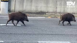 イノシシ2頭に遭遇　板野町