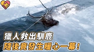 馴鹿掉入冰川，瀕死時獵人竟將其救出，隨後竟發生暖心一幕...... |#馴鹿 #動物救助 #人與動物 #奇跡 #救援 #暖心 #真實新聞 #真實故事 #不可思議