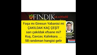 Randımani yüksek,dip sürgünü vermeyen findik  çeşitleri. sivri,kuş,Cavcava,kalınkara,kara,foşa