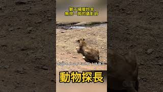 獅子捕獵羚羊，完全無視一旁的攝影師，它能抓羚羊嗎？ #動物世界 #獅子 #羚羊