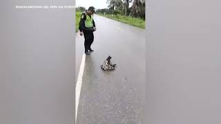 Police rescue sloth from road in Peru